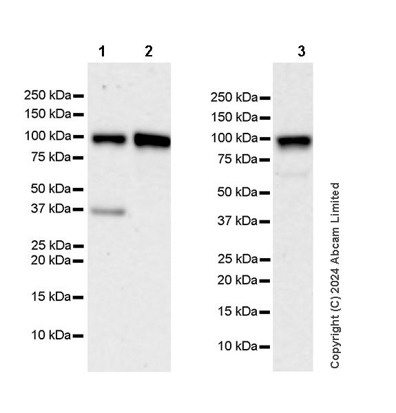 Western blot - Anti-EXOSC10/RRP6 antibody [EPR28902-62] - BSA and Azide free (AB319993), expandable thumbnail