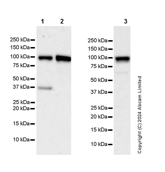 Western blot - Anti-EXOSC10/RRP6 antibody [EPR28902-62] - BSA and Azide free (AB319993)