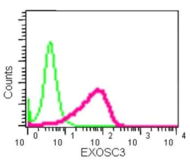 Flow Cytometry (Intracellular) - Anti-EXOSC3 antibody [EPR14840(B)] - BSA and Azide free (AB250797)