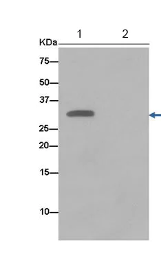 Immunoprecipitation - Anti-EXOSC3 antibody [EPR14840(B)] - BSA and Azide free (AB250797)