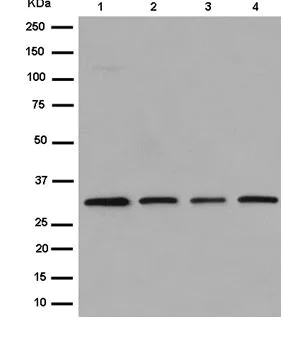 Western blot - Anti-EXOSC3 antibody [EPR14840(B)] - BSA and Azide free (AB250797)