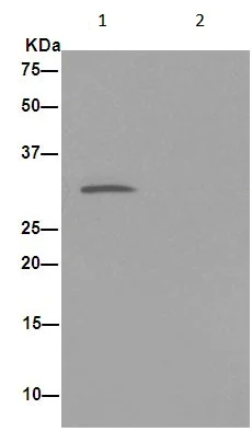 Immunoprecipitation - Anti-EXOSC3 antibody [EPR14841] - BSA and Azide free (AB251025)