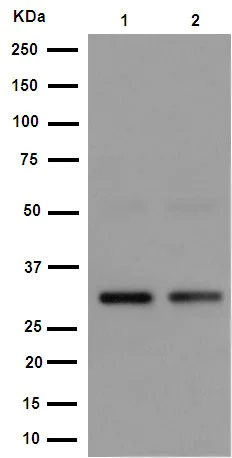 Western blot - Anti-EXOSC3 antibody [EPR14841] - BSA and Azide free (AB251025)