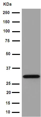 Western blot - Anti-EXOSC3 antibody [EPR14841] - BSA and Azide free (AB251025)