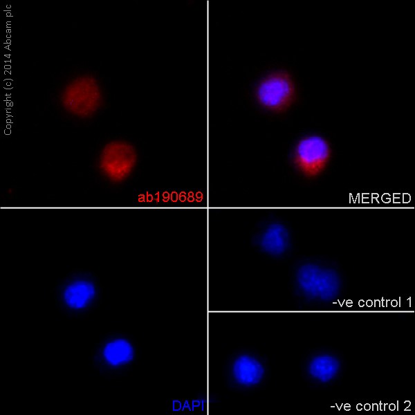 Immunocytochemistry/ Immunofluorescence - Anti-EXOSC3 antibody [EPR14841] - C-terminal (AB190689), expandable thumbnail