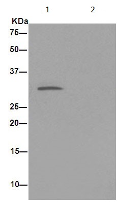 Immunoprecipitation - Anti-EXOSC3 antibody [EPR14841] - C-terminal (AB190689), expandable thumbnail