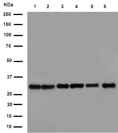 Western blot - Anti-EXOSC3 antibody [EPR14841] - C-terminal (AB190689), expandable thumbnail
