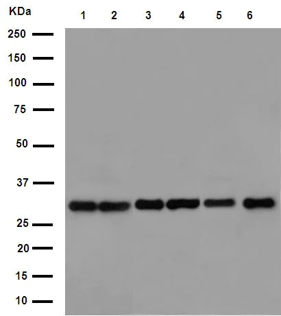 Western blot - Anti-EXOSC3 antibody [EPR14841] - C-terminal (AB190689)