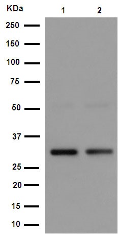 Western blot - Anti-EXOSC3 antibody [EPR14841] - C-terminal (ab190689), expandable thumbnail