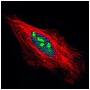 Immunocytochemistry/ Immunofluorescence - Anti-EXOSC5/CML28 antibody (AB154718), expandable thumbnail