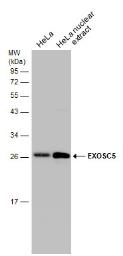 Western blot - Anti-EXOSC5/CML28 antibody (AB154718), expandable thumbnail
