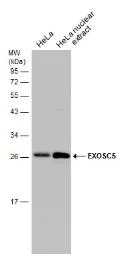 Western blot - Anti-EXOSC5/CML28 antibody (AB154718)