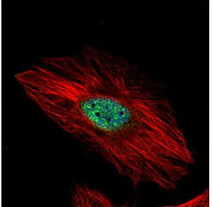 Immunocytochemistry/ Immunofluorescence - Anti-EXOSC8 antibody (AB151584)