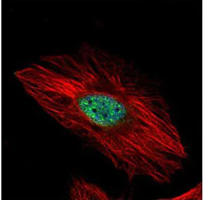 Immunocytochemistry/ Immunofluorescence - Anti-EXOSC8 antibody (AB151584)