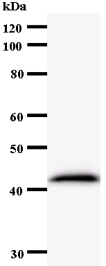Western blot - Anti-EXOSC9 antibody [2337C3a] (AB54283), expandable thumbnail