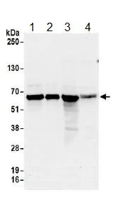 Western blot - Anti-EXOSC9 antibody (AB156686)
