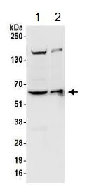 Western blot - Anti-EXOSC9 antibody (AB156686)