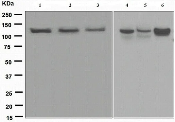 Western blot - Anti-Exportin 4/XPO4 antibody [EPR4442(2)] - BSA and Azide free (AB248416)