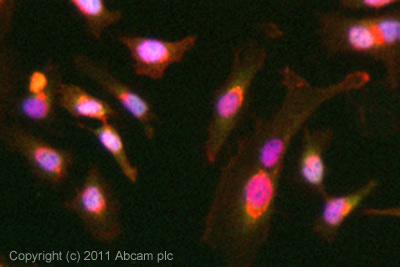 Immunocytochemistry/ Immunofluorescence - Anti-Exportin-5 antibody [2C5-1B3] (AB57491), expandable thumbnail