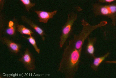 Immunocytochemistry/ Immunofluorescence - Anti-Exportin-5 antibody [2C5-1B3] (AB57491)