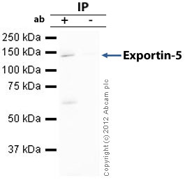 Immunoprecipitation - Anti-Exportin-5 antibody [2C5-1B3] (AB57491), expandable thumbnail
