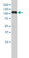 Western blot - Anti-Exportin-5 antibody [2C5-1B3] (AB57491)