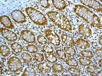 Immunohistochemistry (Formalin/PFA-fixed paraffin-embedded sections) - Anti-Exportin-5 antibody [EPR8452] (AB129006)