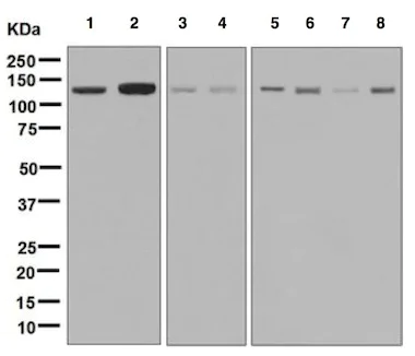 Western blot - Anti-Exportin-5 antibody [EPR8452] (AB129006)