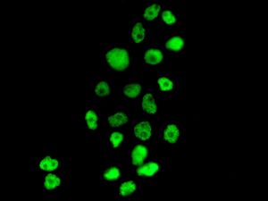 Immunocytochemistry/ Immunofluorescence - Anti-Exportin-5 antibody [EPR8453] (AB131281)