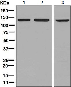 Western blot - Anti-Exportin-5 antibody [EPR8453] (AB131281)