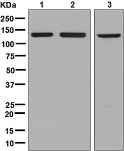 Western blot - Anti-Exportin-5 antibody [EPR8453] - BSA and Azide free (AB248404)