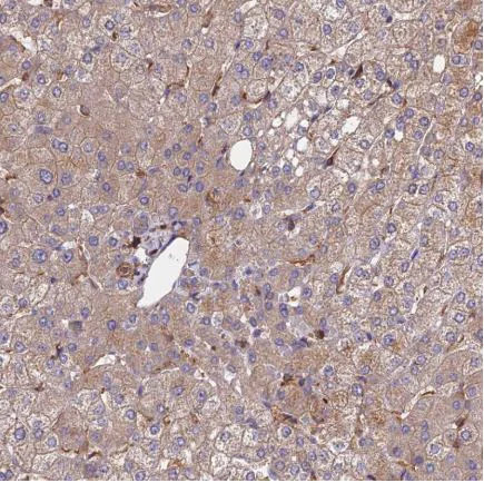 Immunohistochemistry (Formalin/PFA-fixed paraffin-embedded sections) - Anti-Ext1 antibody (AB126305)