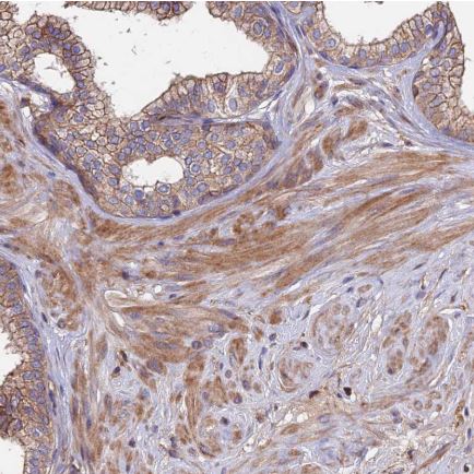 Immunohistochemistry (Formalin/PFA-fixed paraffin-embedded sections) - Anti-Ext1 antibody (AB126305)