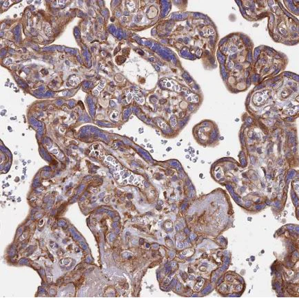 Immunohistochemistry (Formalin/PFA-fixed paraffin-embedded sections) - Anti-Ext1 antibody (AB126305)