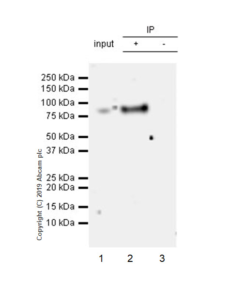 Immunoprecipitation - Anti-Extracellular matrix protein 1 antibody [EPR22411-279] (AB253185), expandable thumbnail