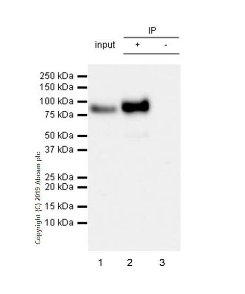 Immunoprecipitation - Anti-Extracellular matrix protein 1 antibody [EPR22411-279] (AB253185), expandable thumbnail
