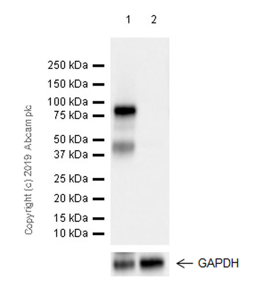 Western blot - Anti-Extracellular matrix protein 1 antibody [EPR22411-279] (ab253185), expandable thumbnail
