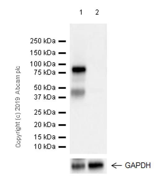 Western blot - Anti-Extracellular matrix protein 1 antibody [EPR22411-279] (AB253185)