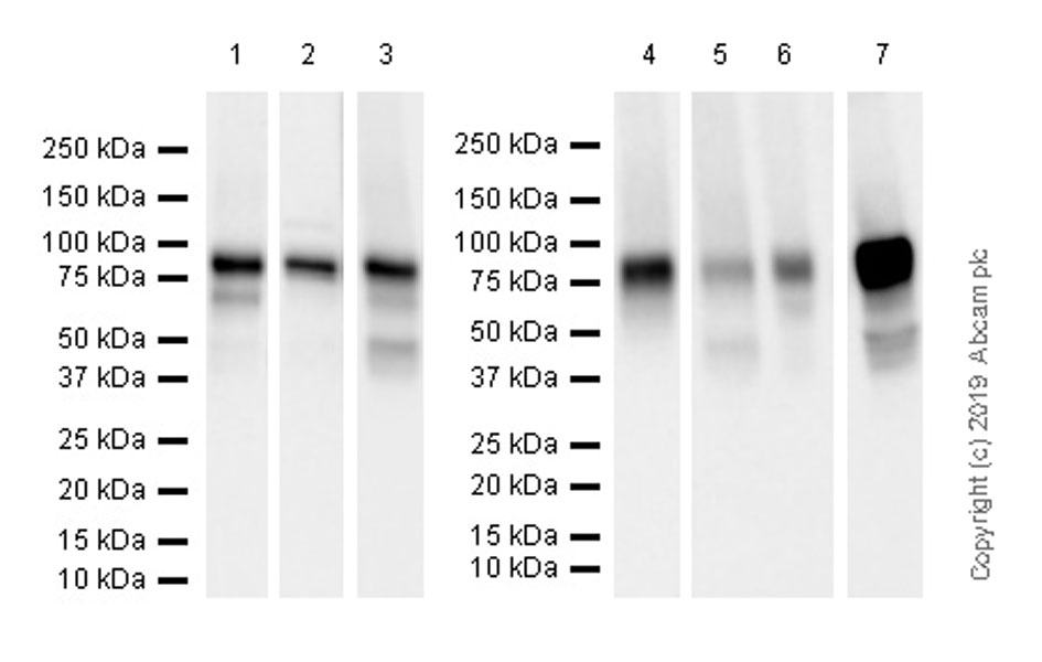 Western blot - Anti-Extracellular matrix protein 1 antibody [EPR22411-279] (ab253185), expandable thumbnail