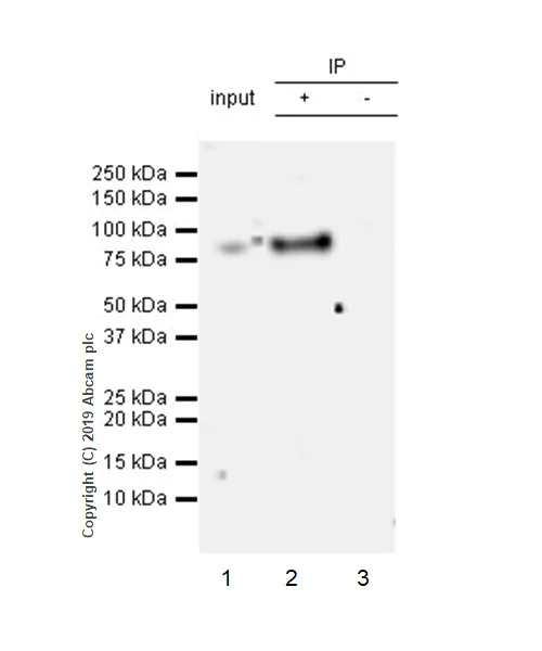 Immunoprecipitation - Anti-Extracellular matrix protein 1 antibody [EPR22411-279] - BSA and Azide free (AB267392)