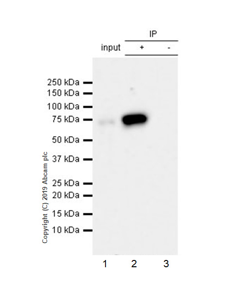 Immunoprecipitation - Anti-Extracellular matrix protein 1 antibody [EPR22434-381] (AB253244), expandable thumbnail