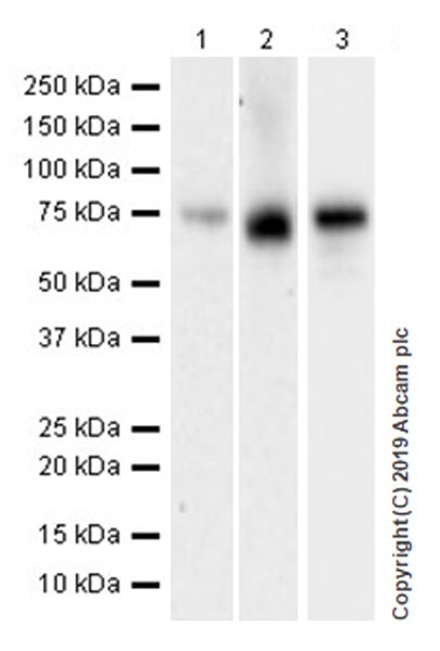 Western blot - Anti-Extracellular matrix protein 1 antibody [EPR22434-381] (AB253244), expandable thumbnail