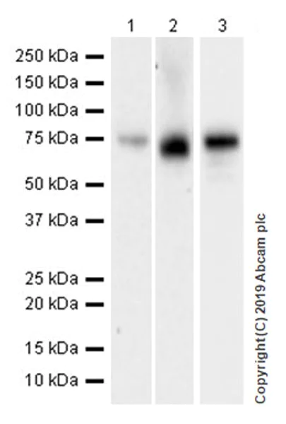 Western blot - Anti-Extracellular matrix protein 1 antibody [EPR22434-381] (AB253244)