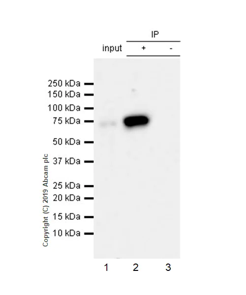 Immunoprecipitation - Anti-Extracellular matrix protein 1 antibody [EPR22434-381] - BSA and Azide free (AB254202)