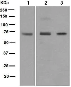 Western blot - Anti-Extracellular matrix protein 1 antibody [EPR6701] (AB126629)