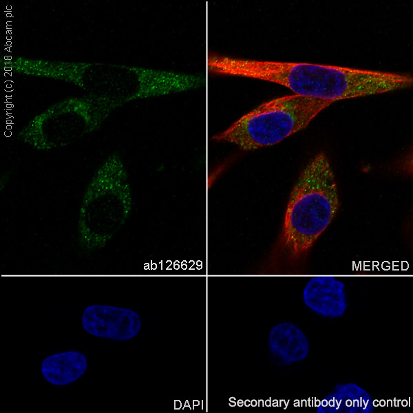 Immunocytochemistry/ Immunofluorescence - Anti-Extracellular matrix protein 1 antibody [EPR6701] - BSA and Azide free (AB242391)