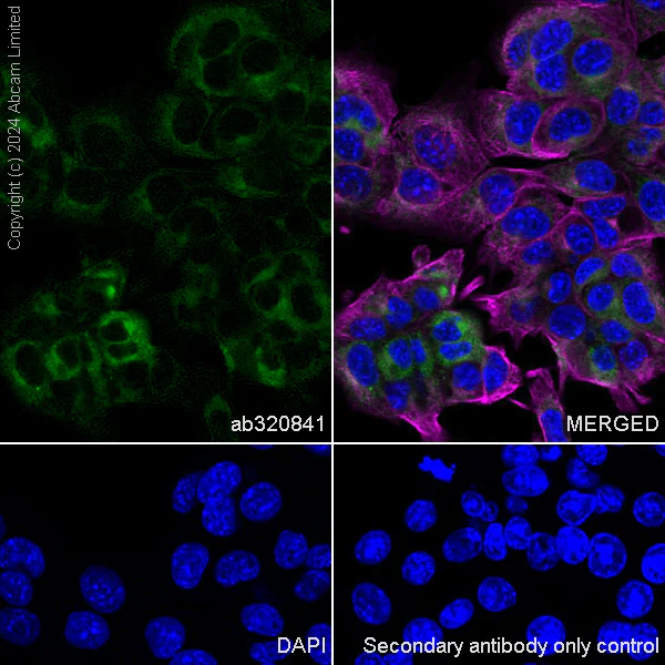 Immunocytochemistry/ Immunofluorescence - Anti-Extracellular matrix protein 1 antibody [RM1187] - BSA and Azide free (AB320842)