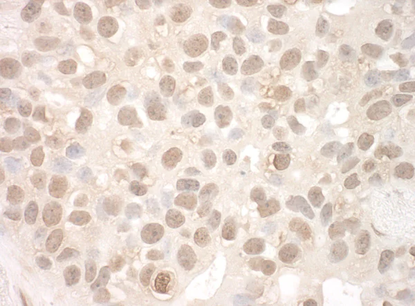 Immunohistochemistry (Formalin/PFA-fixed paraffin-embedded sections) - Anti-EYA2 antibody (AB95875)