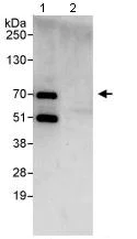 Immunoprecipitation - Anti-EYA2 antibody (AB95875)