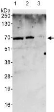 Western blot - Anti-EYA2 antibody (AB95875)